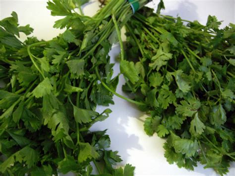 kinchay in english|parsley in tagalog.